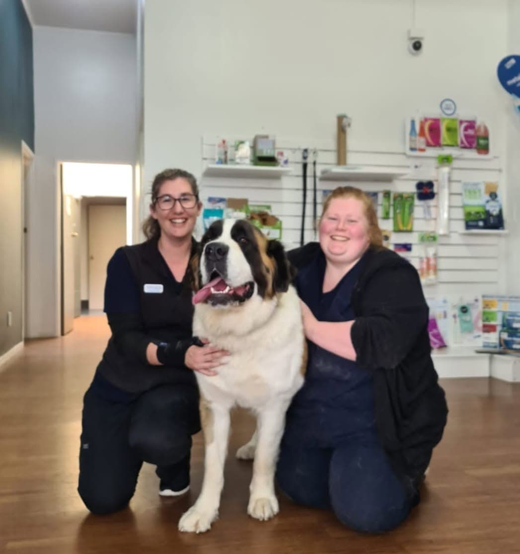 Senior Pet Care & Arthritis