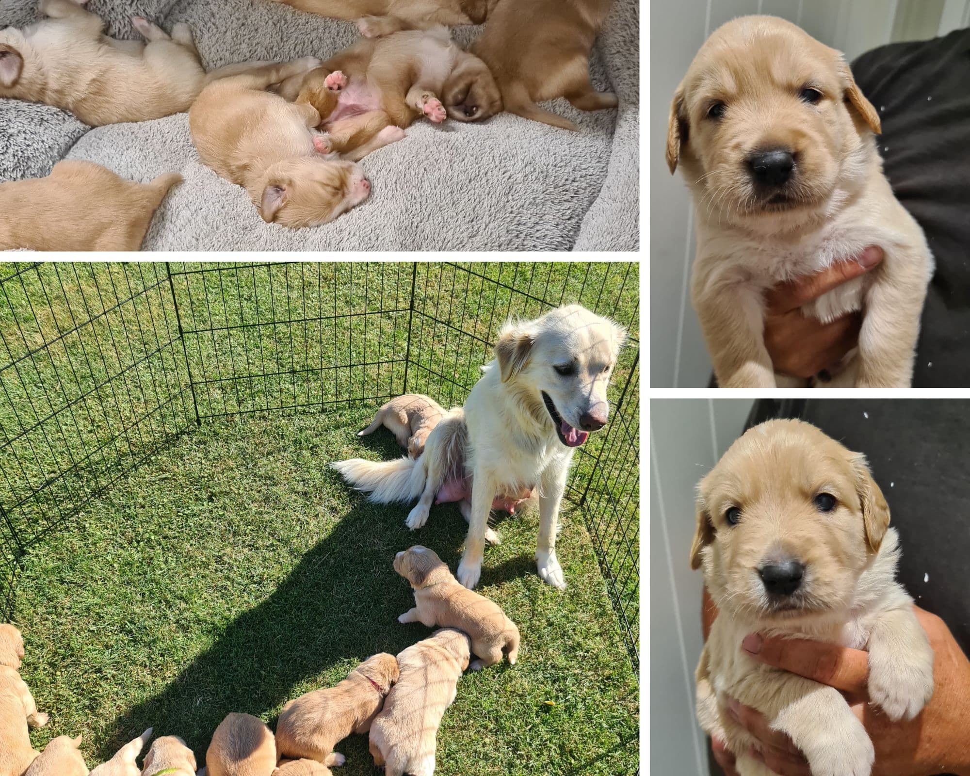 Pet Breeder Services
