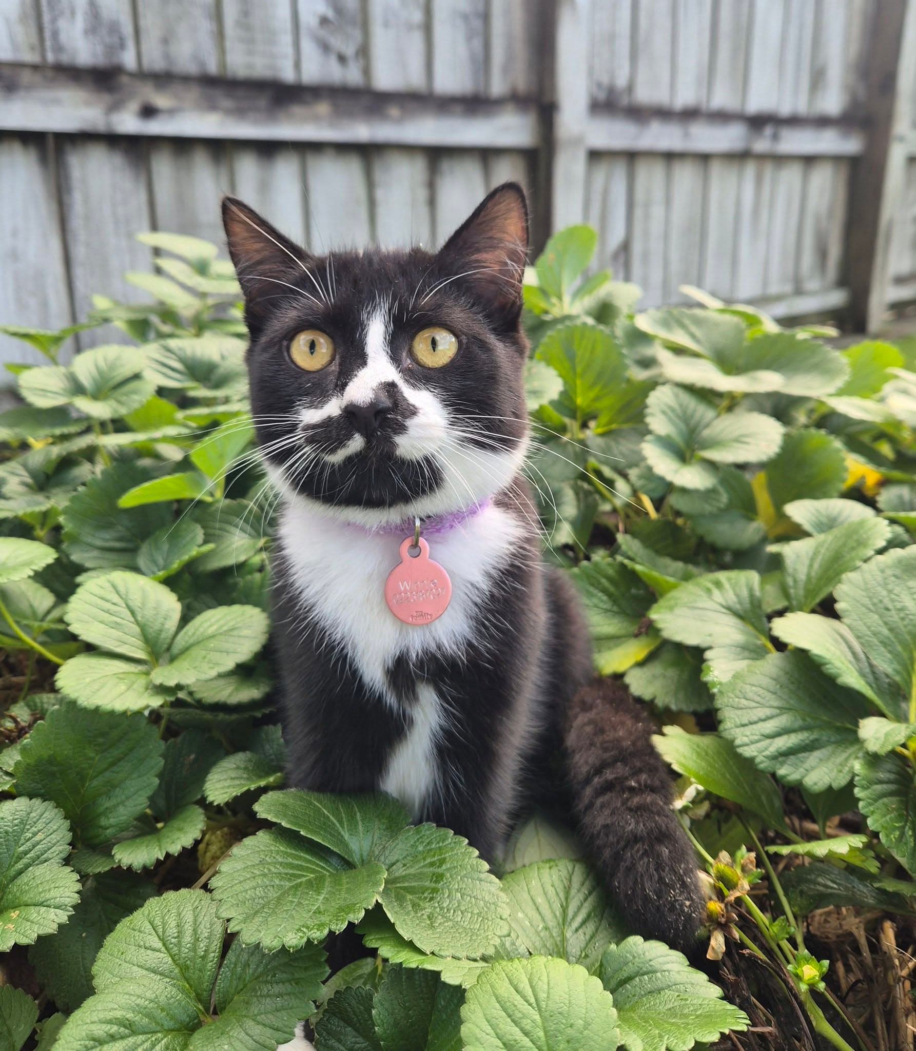 Moggy Manor Cattery