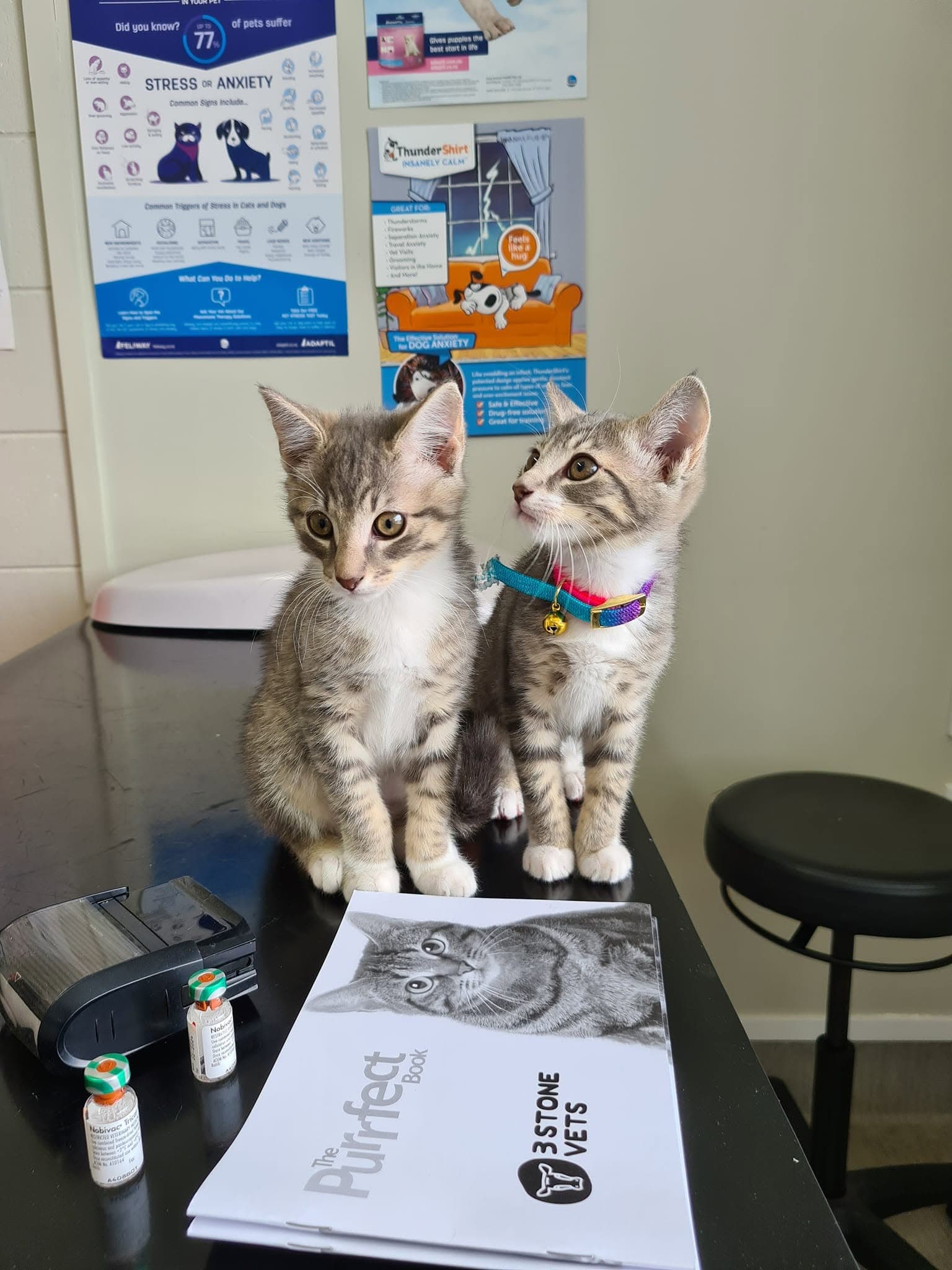 Desexing - Speying & Neutering