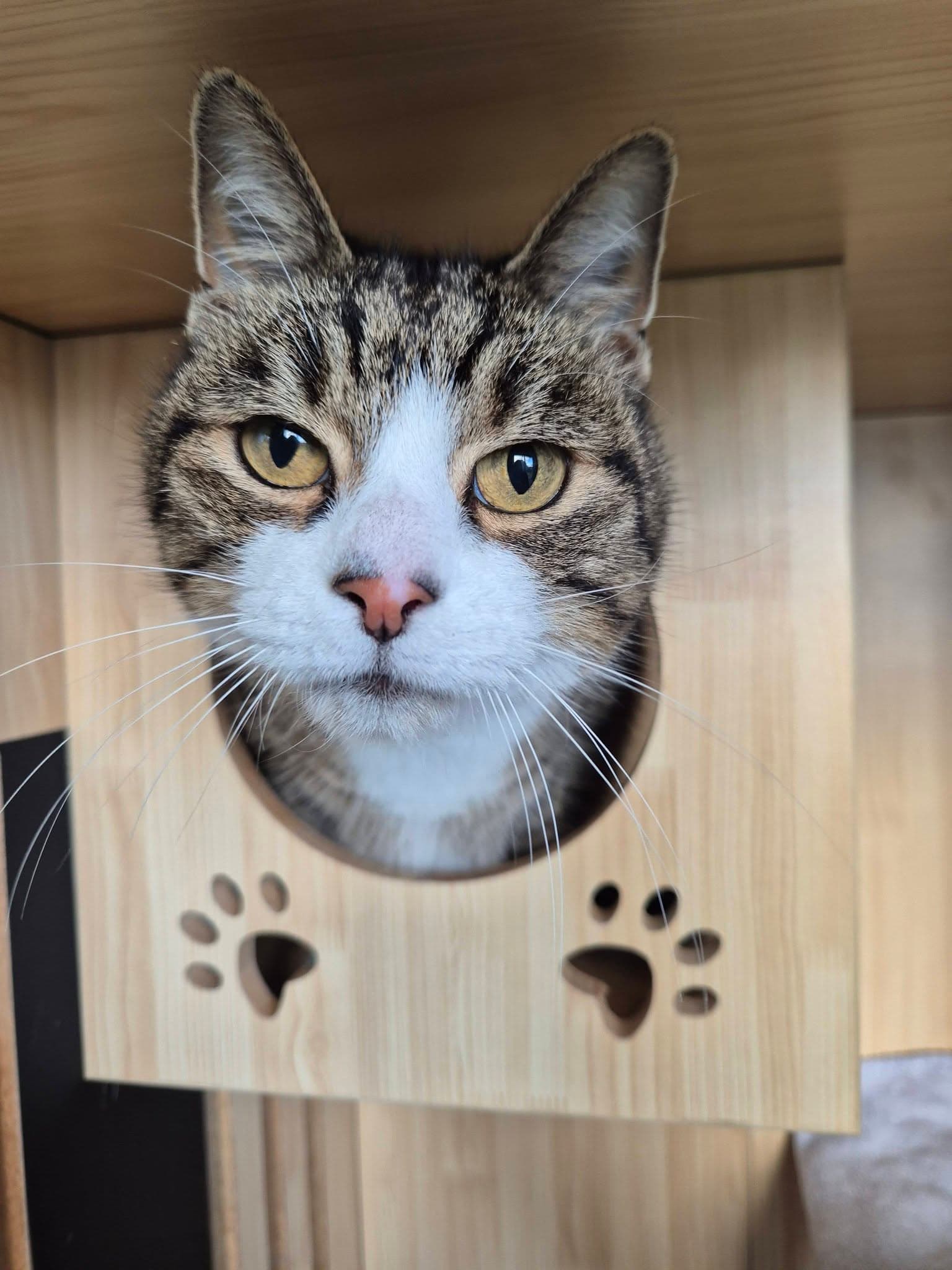Inside the Moggy Manor cattery
