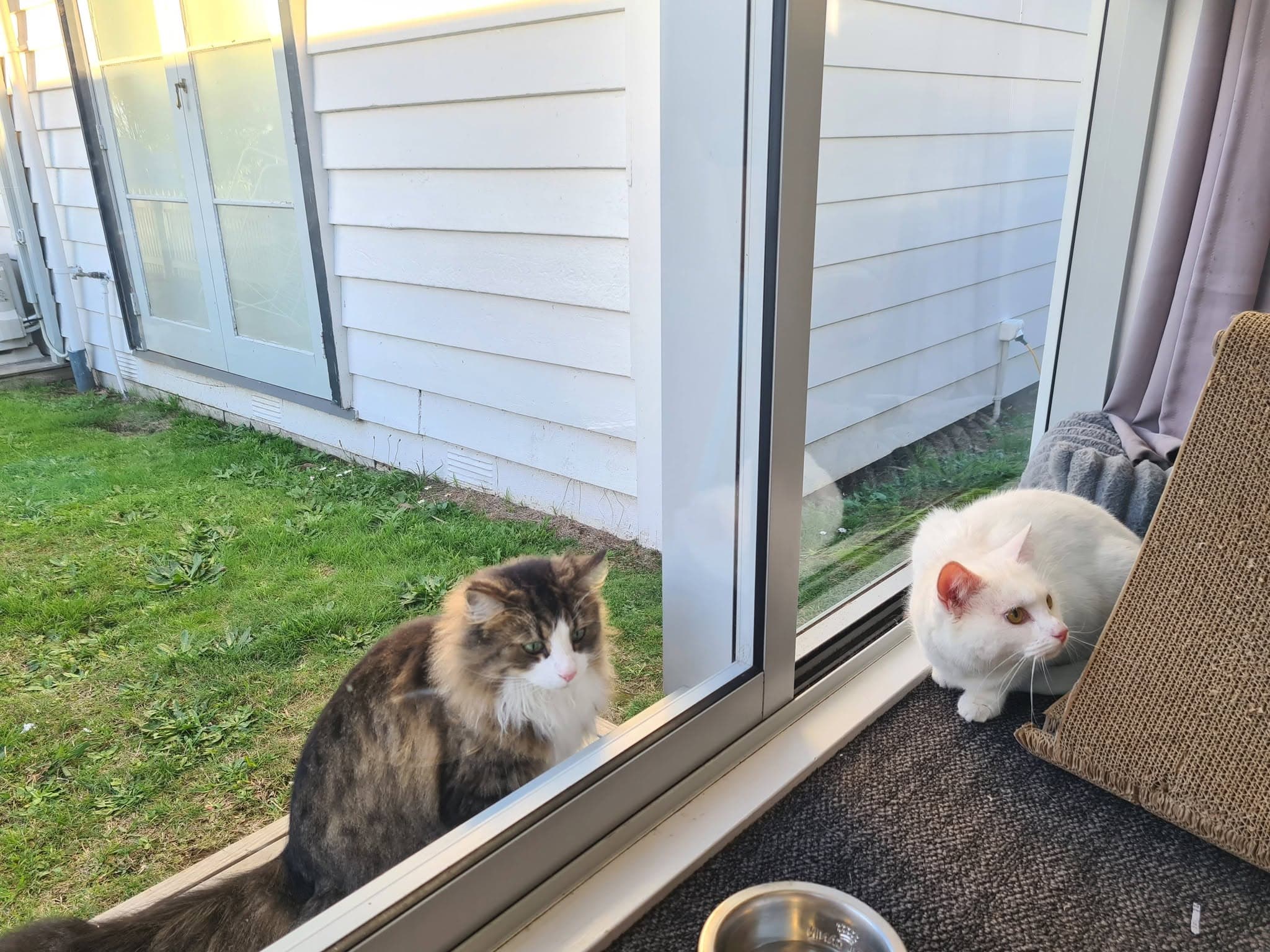 The Moggy Manor cattery