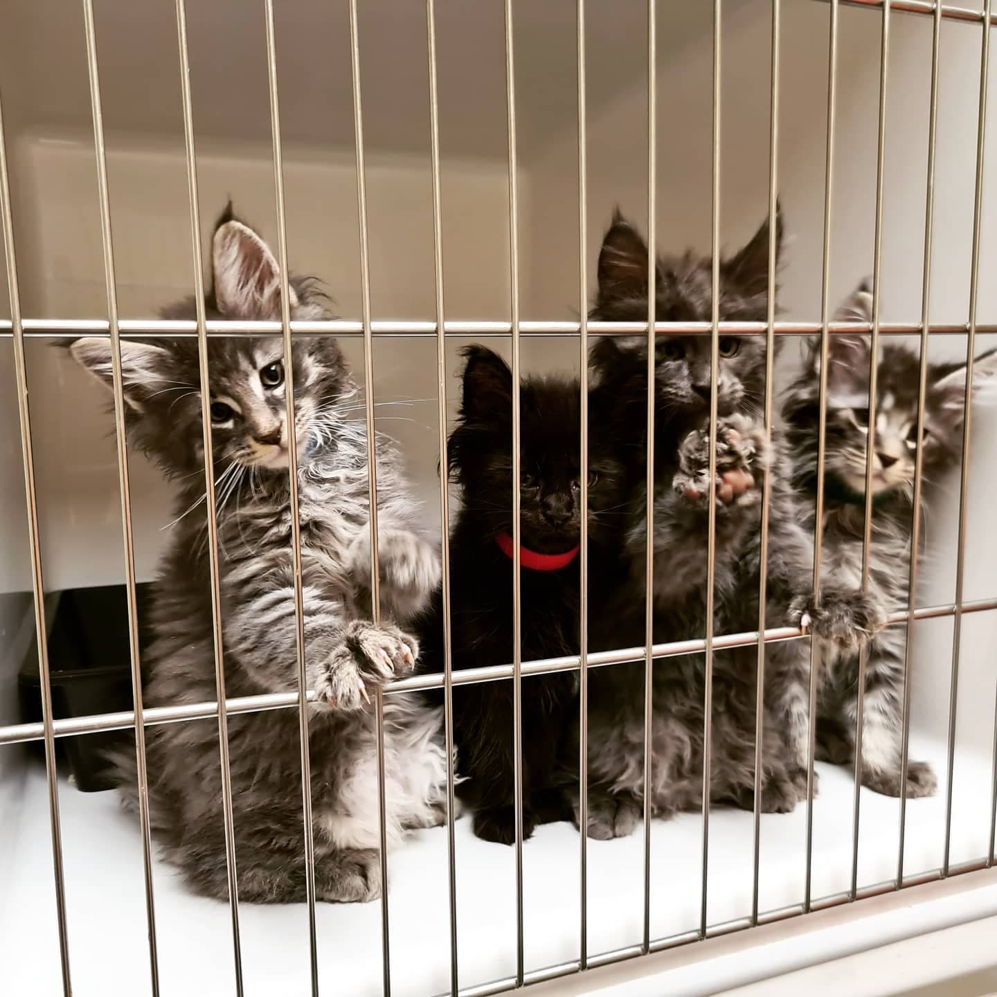 Moggy Manor Cattery
