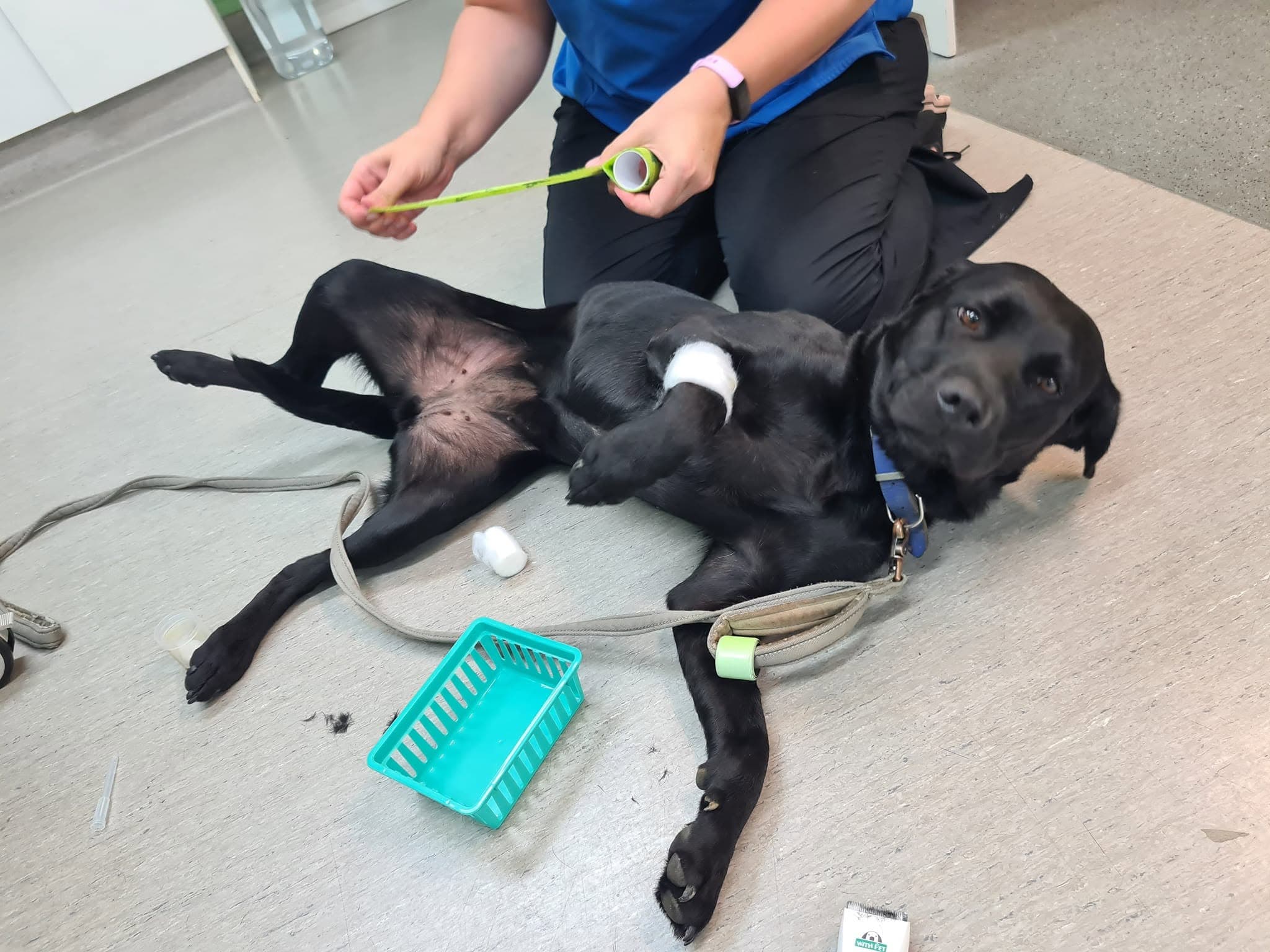 A dog being cared for at 3 Stone Vets