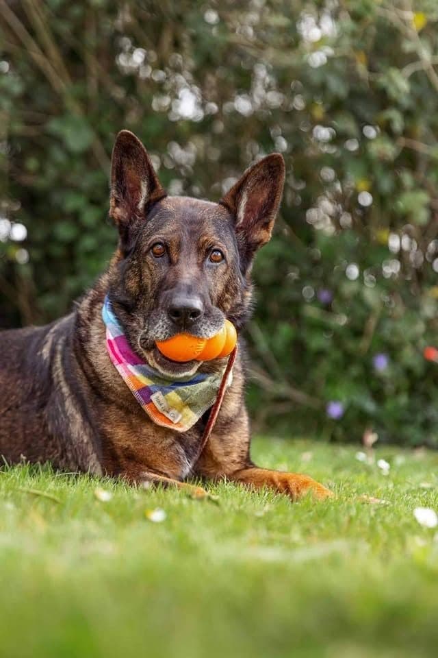 Pets & Companion Care