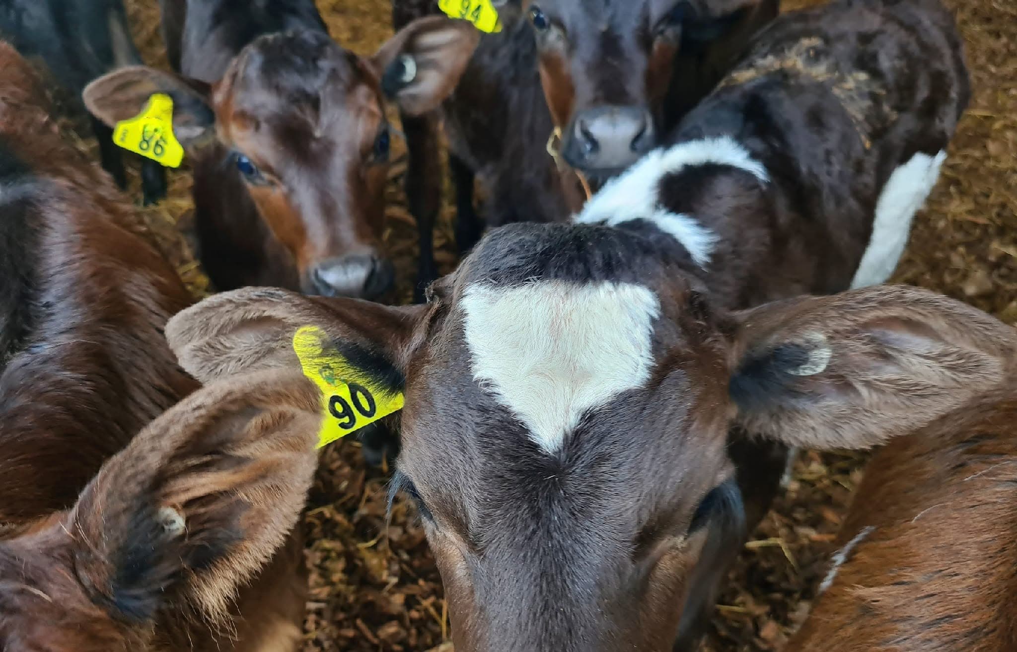 Farm & Dairy