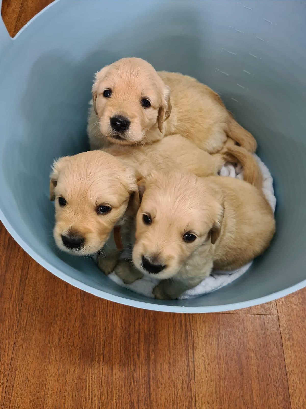 Puppies