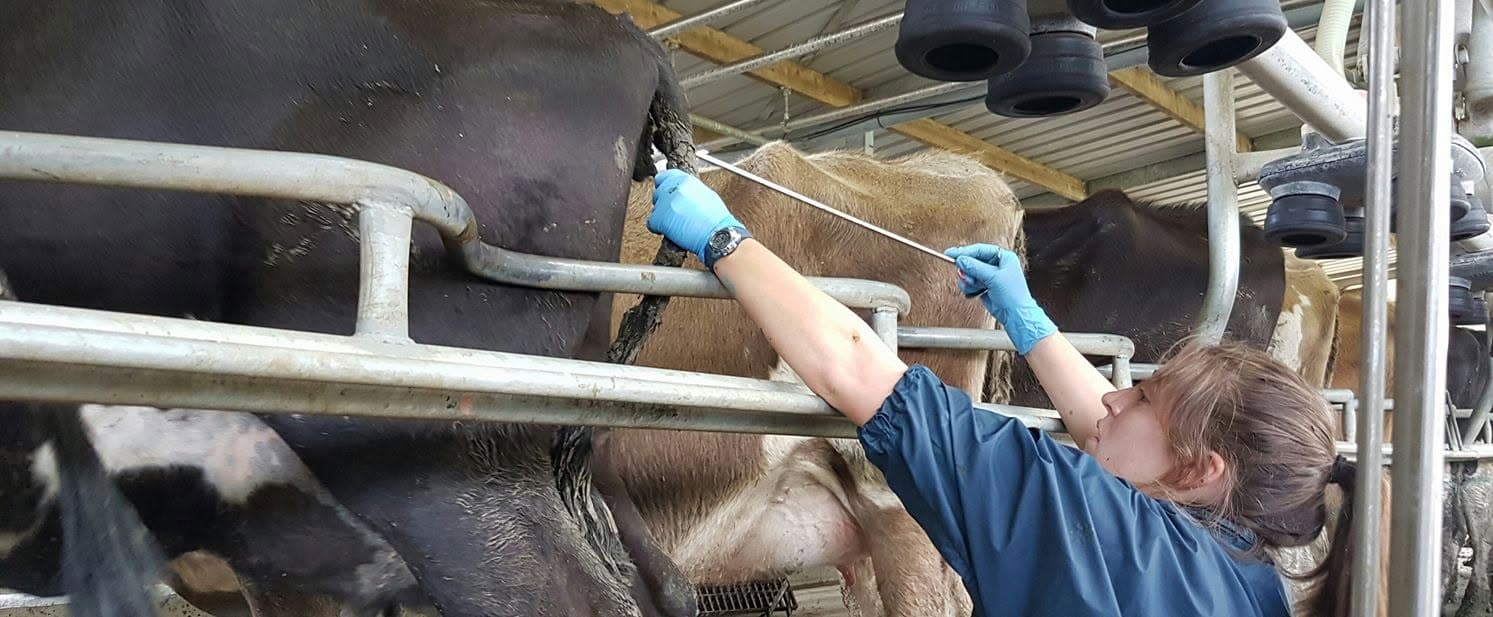 A 3 Stone Vets vet metrichecking cows in the milking shed