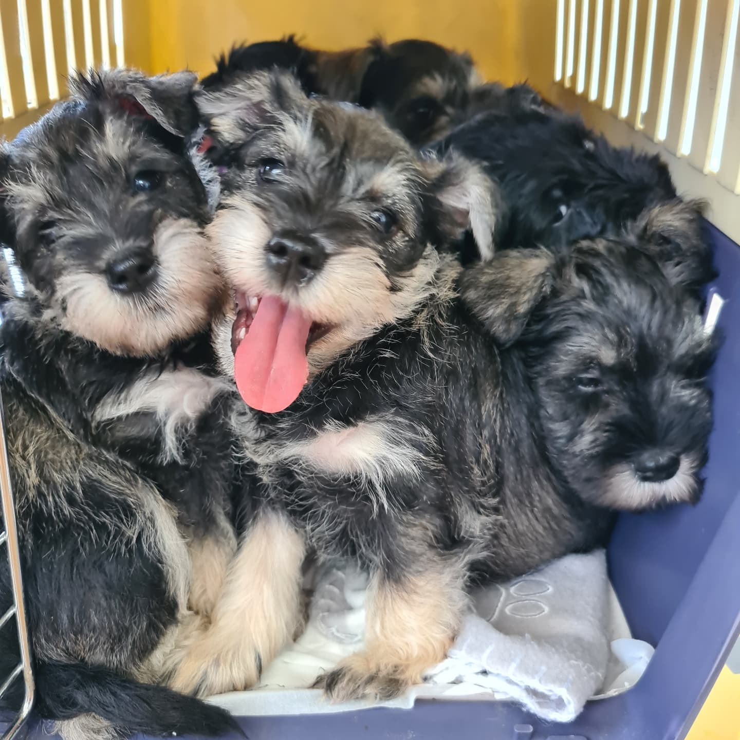 A litter of schnauzer puppies piled together in a crate