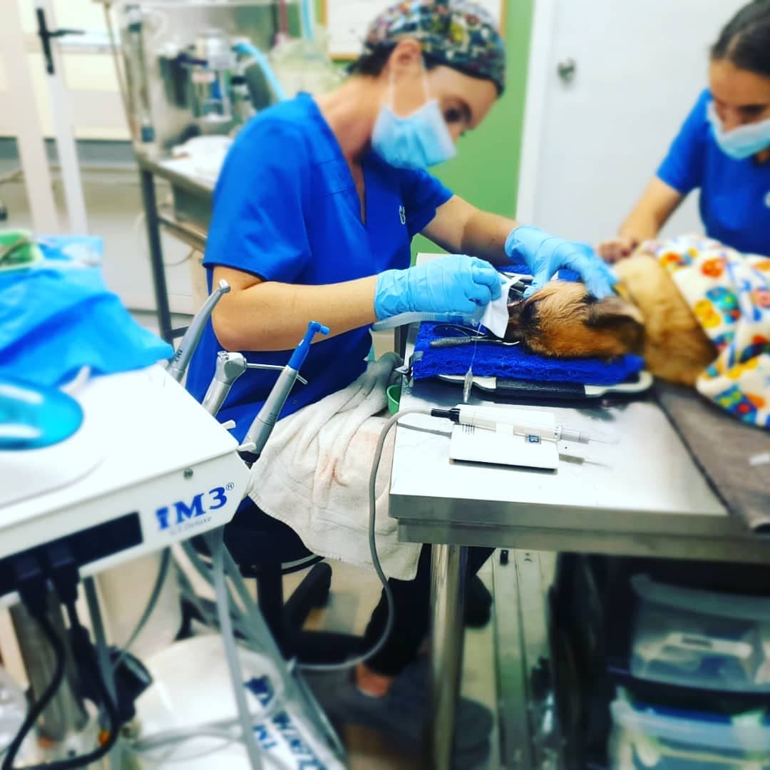 Pet Surgery
