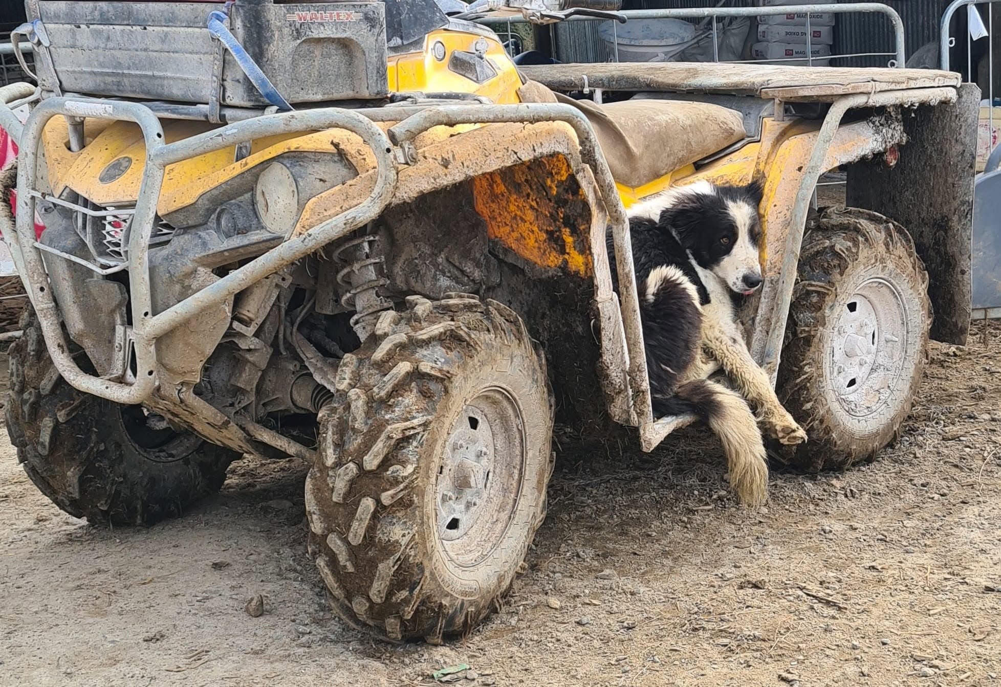 Working Dogs