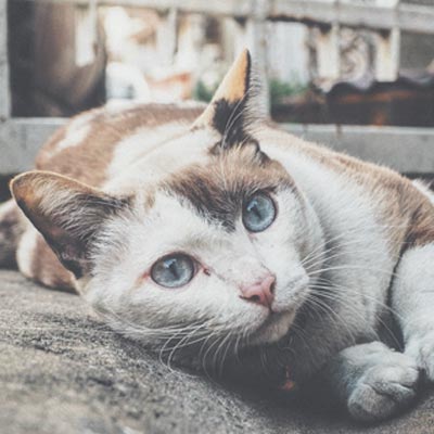 Cat - 3 Stone Vets